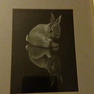 Meet your Posher, Bunny